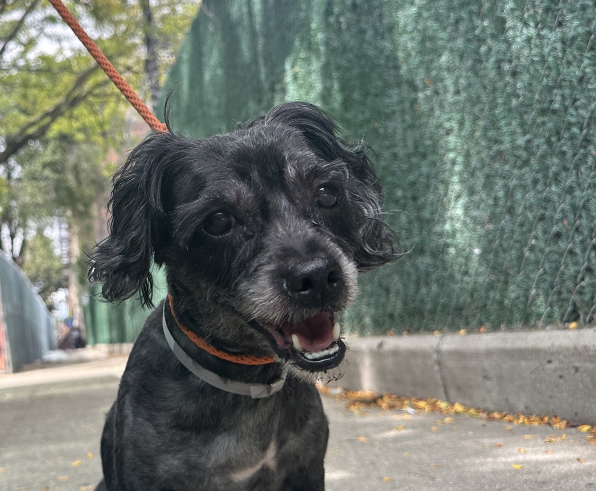 Other Photos of thie Dog