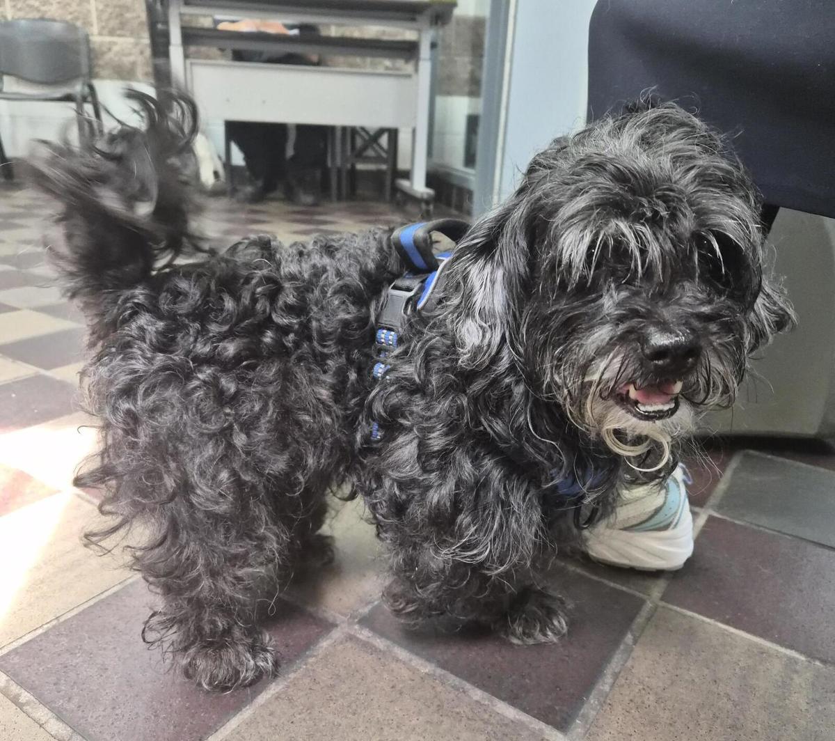 Other Photos of thie Dog