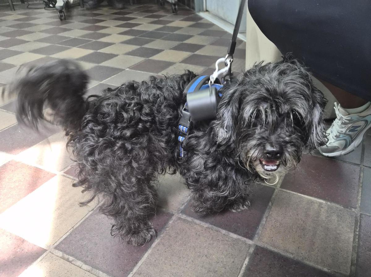 Other Photos of thie Dog