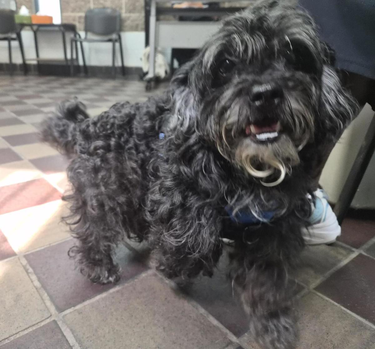 Other Photos of thie Dog
