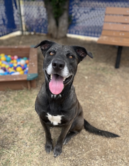 Tillie, a Retriever, available for adoption