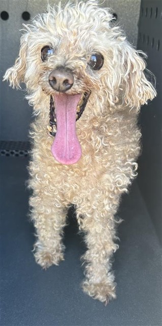 Tommy, a Poodle, available for adoption