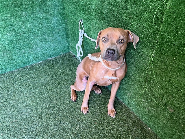 Lottie, a Pit Bull Terrier, available for adoption