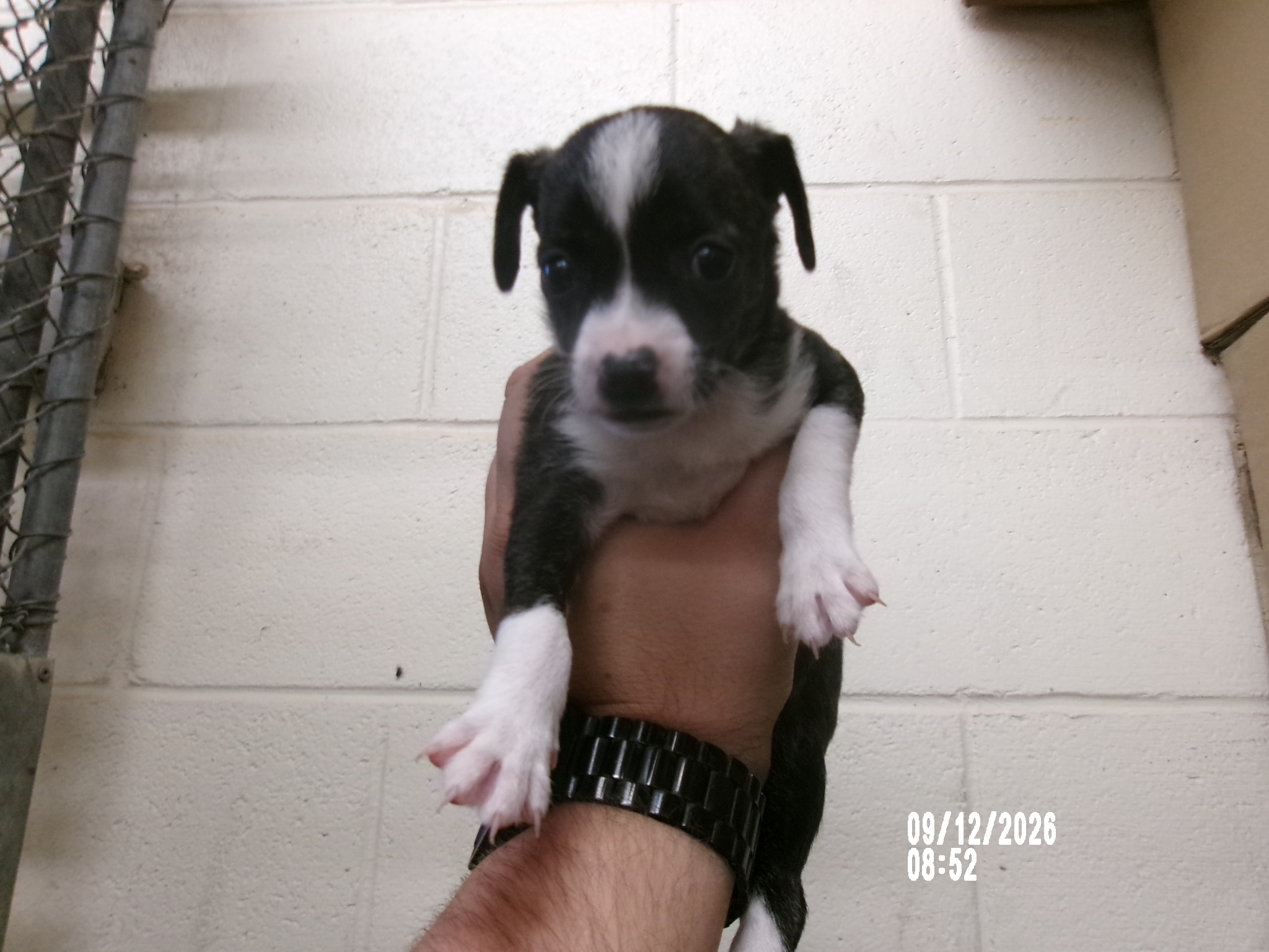 Mattie, a Terrier (mix breed), available for adoption