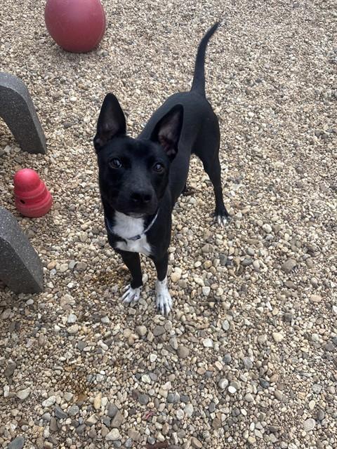 Captain John, a Pit Bull Terrier (mix breed), available for adoption
