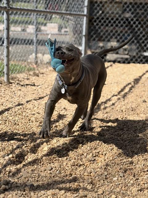 Manny, a Pit Bull Terrier (mix breed), available for adoption