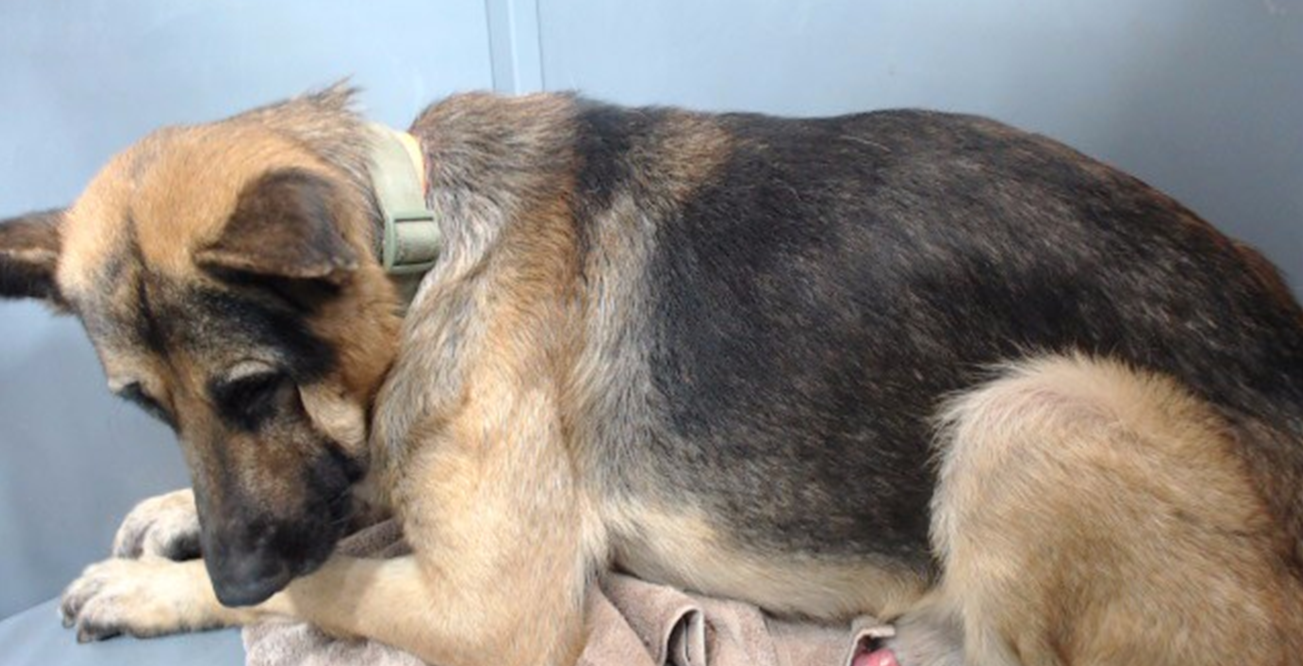 Ace, a German Shepherd, available for adoption