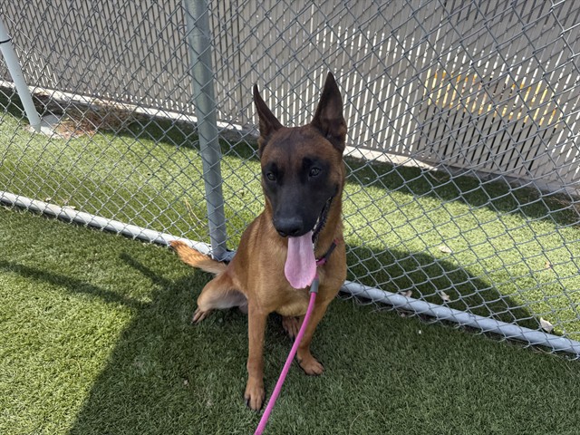Ace, a German Shepherd, available for adoption