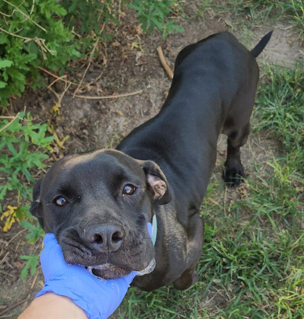 Jay, a Staffordshire Bull Terrier (mix breed), available for adoption