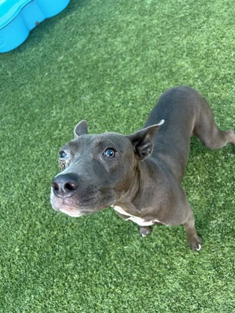 Lucy, a Pit Bull Terrier (mix breed), available for adoption