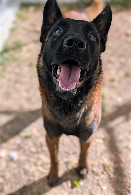 Jack, a Belgian Shepherd Malinois, available for adoption