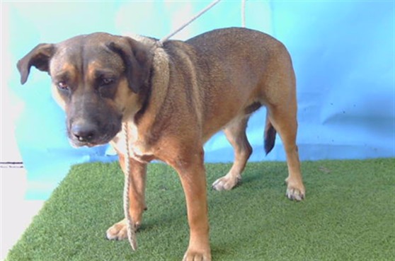 A5804094, a German Shepherd, available for adoption