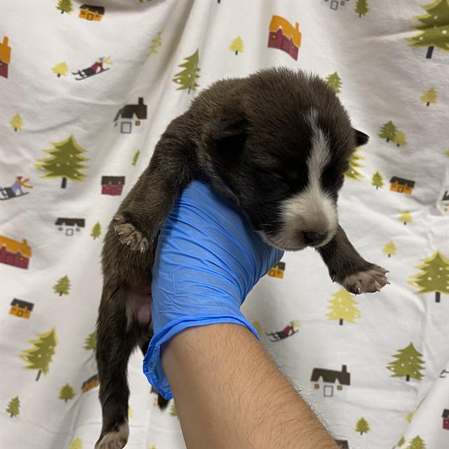 A614460, a Border Collie, available for adoption