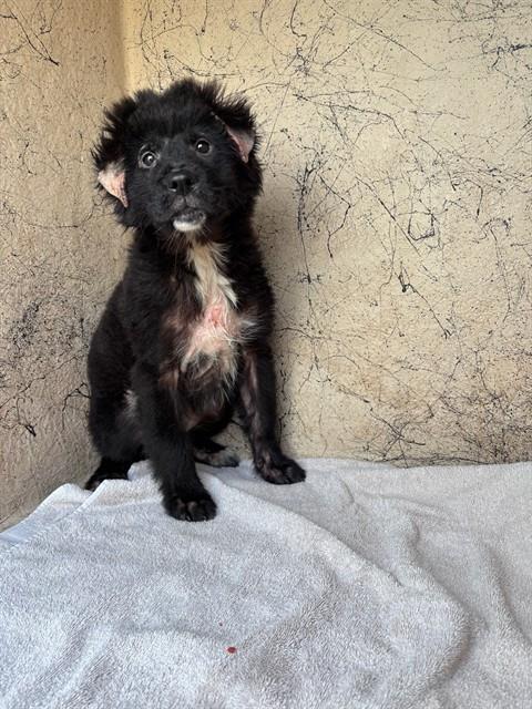 Fruitcake, a Chow Chow (mix breed), available for adoption