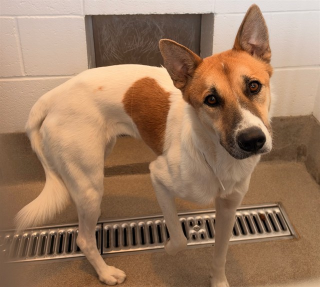 Pina, a Carolina Dog (mix breed), available for adoption