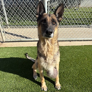 Fay, a German Shepherd, available for adoption