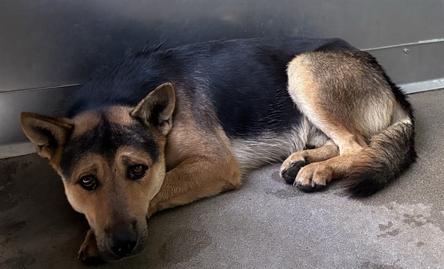 Boone, a Shepherd (mix breed), available for adoption