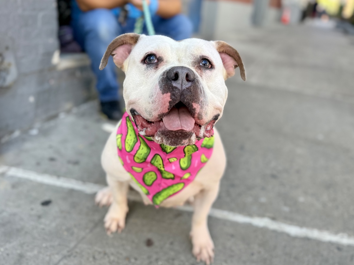 Honey Booboo, a Pit Bull Terrier, available for adoption