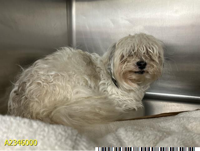 Harley, a Maltese (mix breed), available for adoption