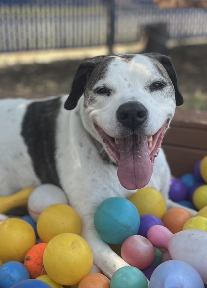 Pebbles, a Basset Hound, available for adoption