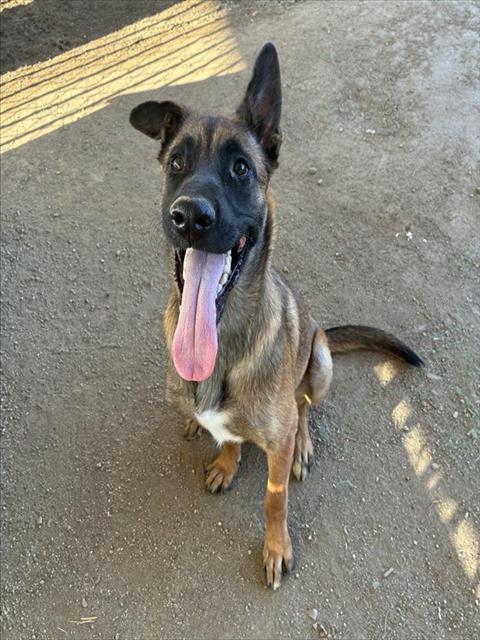 Monty, a Shepherd (mix breed), available for adoption
