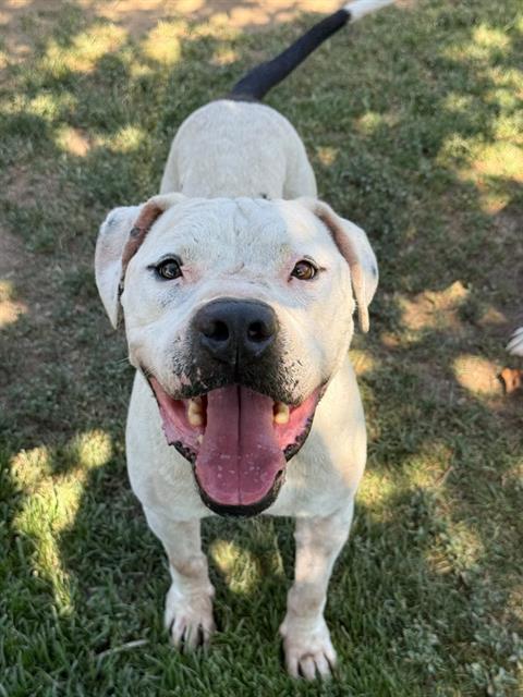 Patch, a Pit Bull Terrier (mix breed), available for adoption