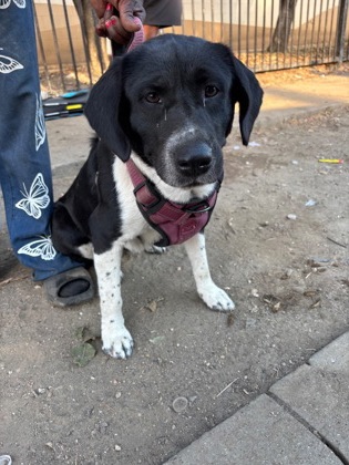 Baby Girl, a Border Collie, available for adoption