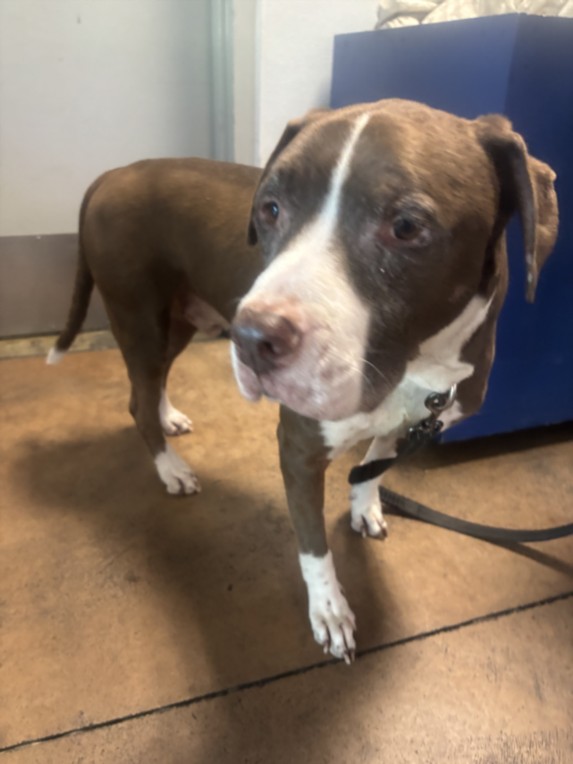Charlie, a Pit Bull Terrier, available for adoption