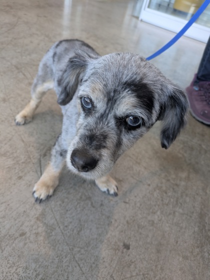 Vivian, a Australian Cattle Dog/Blue Heeler (mix breed), available for adoption