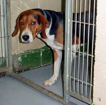 Other Photos of thie Dog