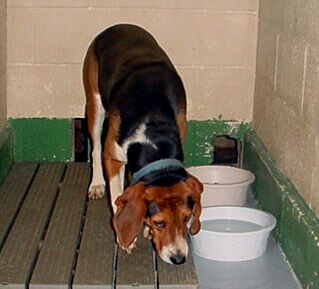 Other Photos of thie Dog