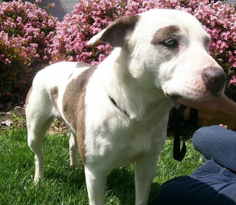 Other Photos of thie Dog