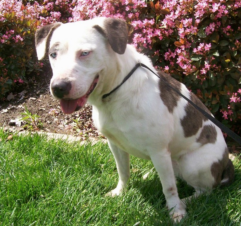 Other Photos of thie Dog