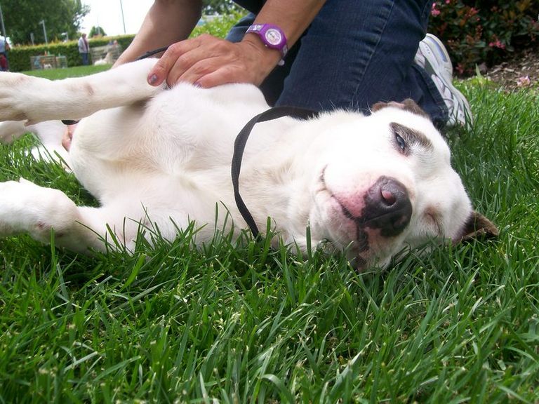 Other Photos of thie Dog