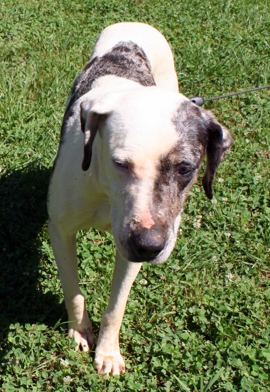 Other Photos of thie Dog