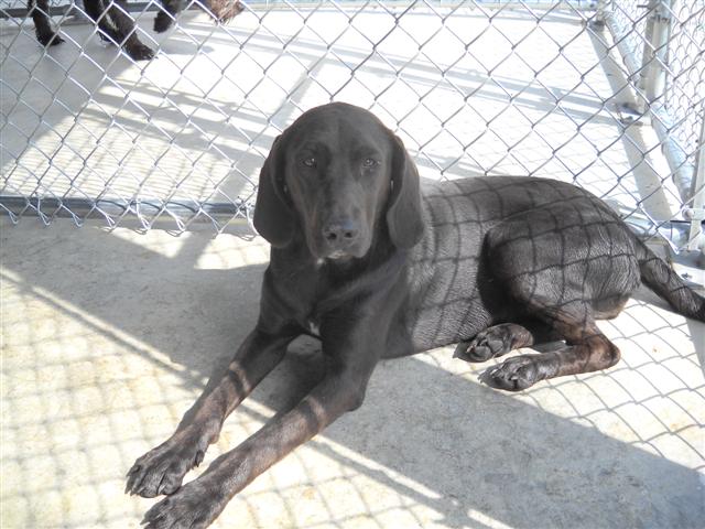 Other Photos of thie Dog