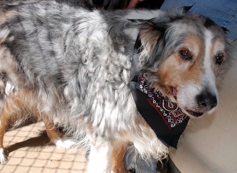 Other Photos of thie Dog