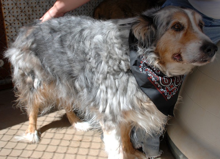 Other Photos of thie Dog