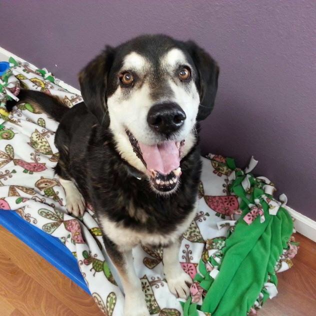 Main Photo of this Dog