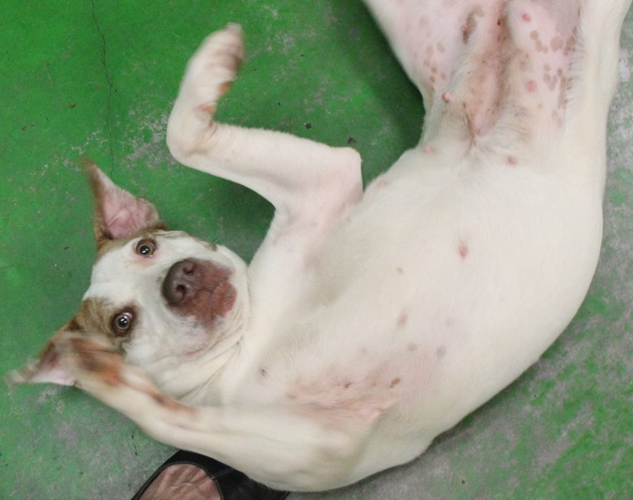 Other Photos of thie Dog