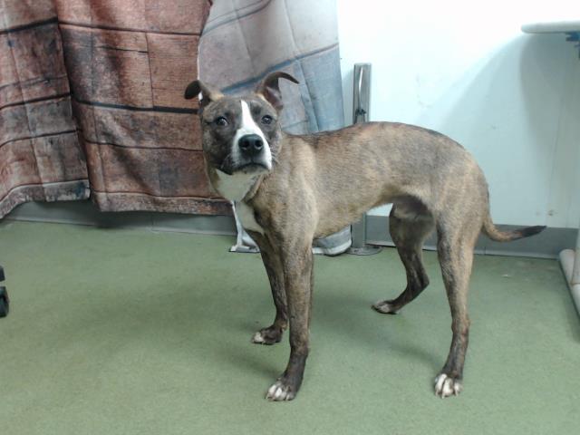 Main Photo of this Dog