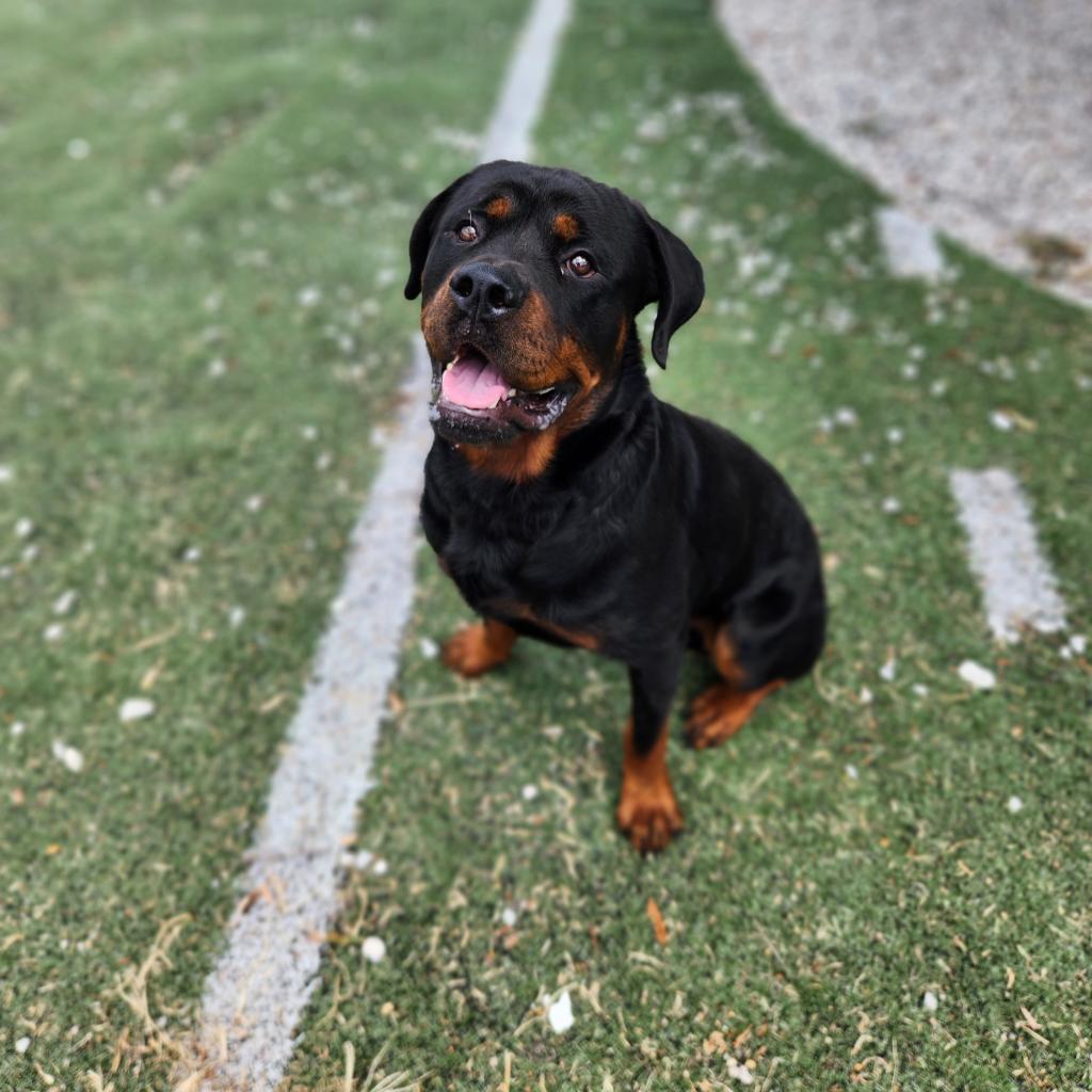Other Photos of thie Dog