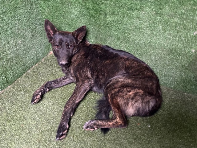 Other Photos of thie Dog