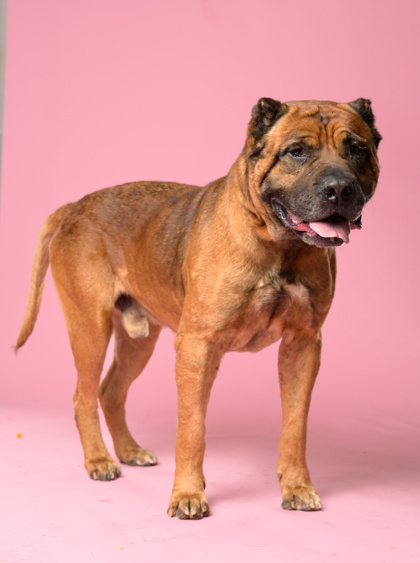 Adoptable pet photo