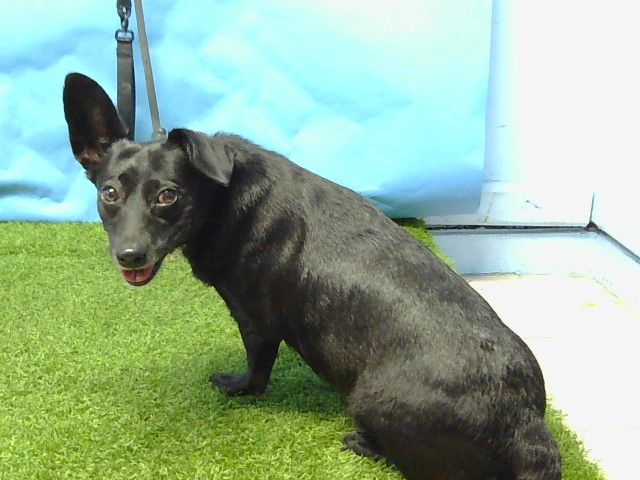 Other Photos of thie Dog