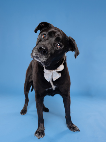Cole4, a Black Labrador Retriever, available for adoption