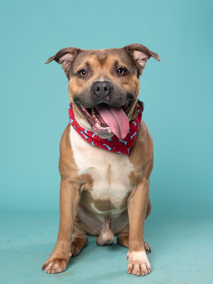 Scar, a Terrier, available for adoption