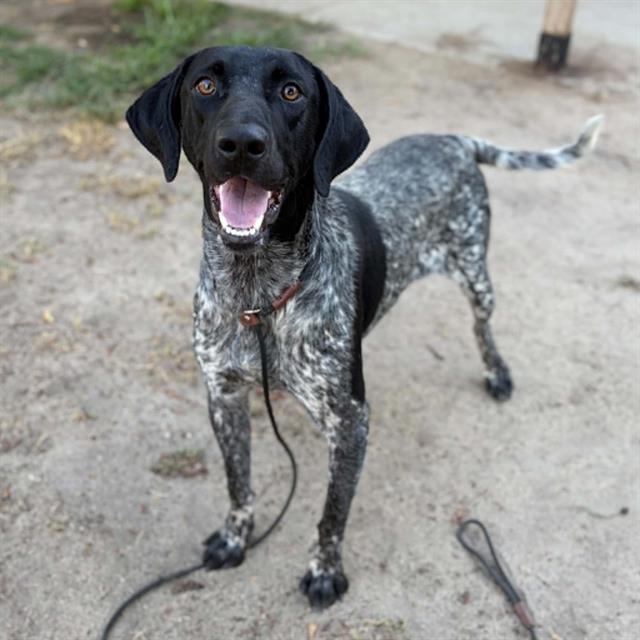 Chase, a German Shorthaired Pointer, available for adoption