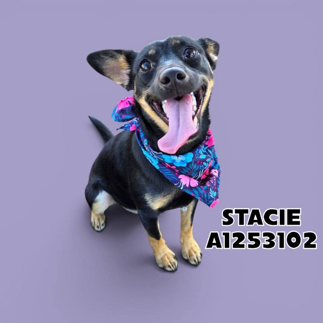 Stacie, a Australian Kelpie, available for adoption