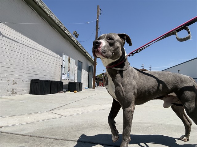 Rock, a Pit Bull Terrier, available for adoption